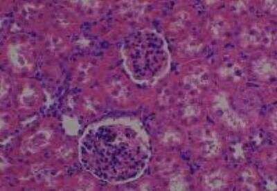 Hematoxylin & Eosin Stain: Rat organs perfusion fixation Tissue MicroArray (Normal) [NBP2-30228] -  36. Kidney cortex