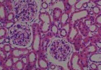 Hematoxylin & Eosin Stain: Rat organs perfusion fixation Tissue MicroArray (Normal) [NBP2-30228] -  37. Kidney cortex