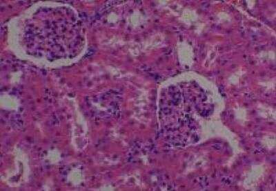 Hematoxylin & Eosin Stain: Rat organs perfusion fixation Tissue MicroArray (Normal) [NBP2-30228] - 38. Kidney cortex