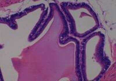 Hematoxylin & Eosin Stain: Rat organs perfusion fixation Tissue MicroArray (Normal) [NBP2-30228] -  43. Prostate