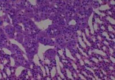 Hematoxylin & Eosin Stain: Rat organs perfusion fixation Tissue MicroArray (Normal) [NBP2-30228] -  49. Adrenal gland