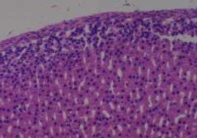 Hematoxylin & Eosin Stain: Rat organs perfusion fixation Tissue MicroArray (Normal) [NBP2-30228] -  50. Adrenal gland