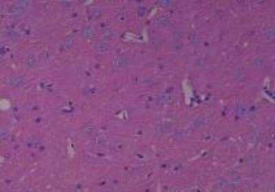 Hematoxylin & Eosin Stain: Rat organs perfusion fixation Tissue MicroArray (Normal) [NBP2-30228] -  55. Cerebrum