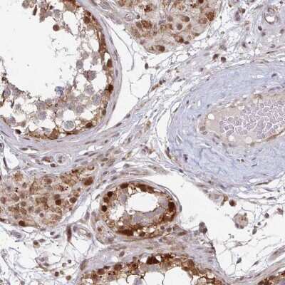 Immunohistochemistry-Paraffin: RbBP5 Antibody [NBP2-34100] - Staining of human testis shows moderate to strong cytoplasmic and nuclear positivity in cells in seminiferous ducts and Leydig cells.