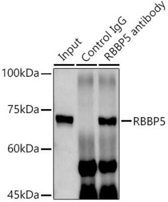 Immunoprecipitation: RbBP5 Antibody [NBP2-95234] - Immunoprecipitation analysis of 300ug extracts of MCF7 cells using 3ug RbBP5 antibody (NBP2-95234). Western blot was performed from the immunoprecipitate using RbBP5 antibody (NBP2-95234) at a dilution of 1:1000.