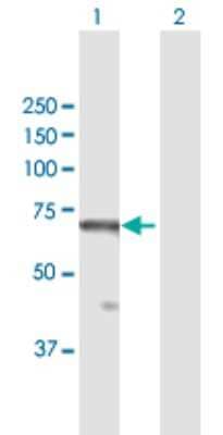 Western Blot: RbBP5 Antibody [H00005929-B01P] - Analysis of RBBP5 expression in transfected 293T cell line by RBBP5 polyclonal antibody.  Lane 1: RBBP5 transfected lysate(59.18 KDa). Lane 2: Non-transfected lysate.