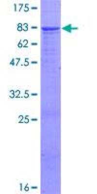SDS-Page: Recombinant  Ig gamma-4 Chain C Region Protein [H00003503-P01] - 12.5% SDS-PAGE Stained with Coomassie Blue.