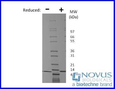 SDS-Page: Recombinant Canine GM-CSF Animal-Free Protein [NBP2-76254] - 1 ug in each lane (-) non-reducing conditions and (+) reducing conditions in a 4-20% Tris-Glycine gel.