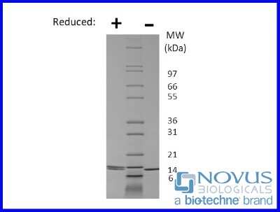 SDS-Page: Recombinant Canine IL-2 Animal-Free Protein [NBP2-76283] - 1 ug in each lane (-) non-reducing conditions and (+) reducing conditions in a 4-20% Tris-Glycine gel.