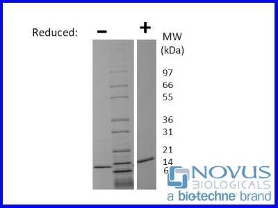 SDS-Page: Recombinant Canine IL-4 Animal-Free Protein [NBP2-76291] - 1 ug in each lane (-) non-reducing conditions and (+) reducing conditions in a 4-20% Tris-Glycine gel.