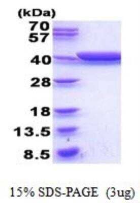 SDS-Page: Recombinant E. coli Glycerol dehydrogenase Protein [NBP2-52133]