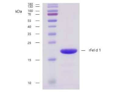 SDS-Page: Recombinant Feline Felis domesticus 1.0101 Strep (N-Term) Protein [NBP3-06718] - Recombinant allergen Felis domesticus 1.0101 purity verification. 5 ug of Felis domesticus 1.0101 with > 95 % purity checked by Coomassie Brilliant Blue stained SDS-PAGE.