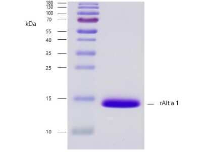 SDS-Page: Recombinant Fungi Alternaria alternata 1.0101 Strep (N-Term) Protein [NBP3-06716] - Recombinant allergen Alternaria alternata 1.0101 purity verification. 5 ug of Alternaria alternata 1.0101 with > 95 % purity checked by Coomassie Brilliant Blue stained SDS-PAGE.