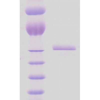 SDS-Page: Recombinant HSP65 (mycobacterial) Protein [NBP3-09170] - SDS-PAGE of 65kDa M. Bovis Hsp65 protein (NBP3-09170).