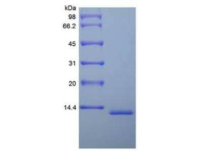 SDS-Page: Recombinant Human, Mouse MIF Protein [NBP2-35190] - Mouse MIF Protein [NBP2-35190]