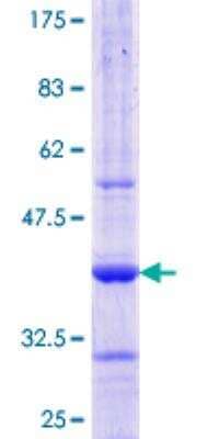 SDS-PAGE Recombinant Human AAMP GST (N-Term) Protein