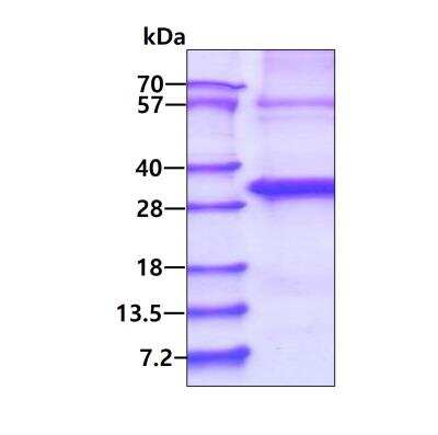 SDS-Page: Recombinant Human ABHD12B His Protein [NBP2-51741] - 3ug by SDS-PAGE under reducing condition and visualized by coomassie blue stain.