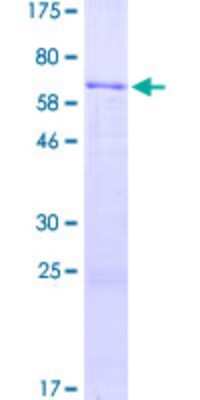 SDS-Page: Recombinant Human ADAMTSL4 Protein [H00054507-P02] - 12.5% SDS-PAGE Stained with Coomassie Blue.