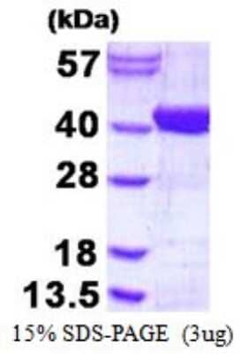 SDS-Page: Recombinant Human ADPRHL2 Protein [NBP1-98877] - 15% SDS-PAGE (3ug)