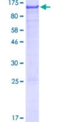 SDS-Page: Recombinant Human AGAP2 Protein [H00116986-P01] - 12.5% SDS-PAGE Stained with Coomassie Blue.