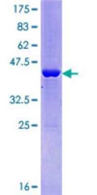 SDS-PAGE Recombinant Human ALG13 GST (N-Term) Protein