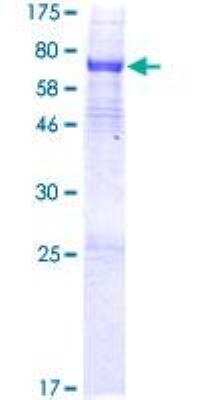 SDS-Page: Recombinant Human ALKBH5 Protein [H00054890-P01] - 12.5% SDS-PAGE Stained with Coomassie Blue.