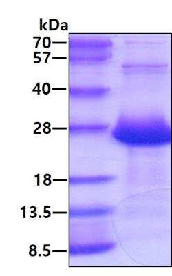 SDS-Page: Recombinant Human AMTN Protein [NBP2-22684] - 3ug by SDS-PAGE under reducing condition and visualized by coomassie blue stain