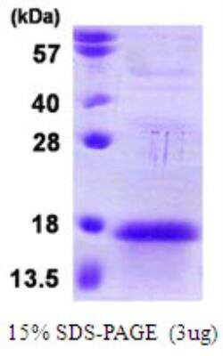 SDS-PAGE Recombinant Human ANAPC13 T7 Protein