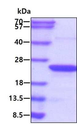 SDS-Page: Recombinant Human ARF6 Protein [NBP1-49459] - 3ug by SDS-PAGE under reducing condition and visualized by coomassie blue stain