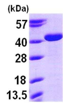 SDS-Page: Recombinant Human ARG2 Protein [NBP1-45256] - 15% SDS-PAGE (3ug)