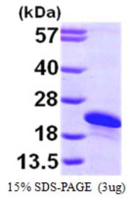 SDS-Page: Recombinant Human ARL2BP Protein [NBP1-50851] - 15 % SDS-PAGE (3ug)