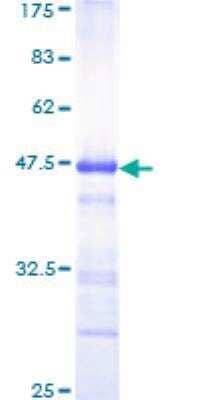 SDS-Page: Recombinant Human ATBF1/ZFHX3 Protein [H00000463-Q01] - 12.5% SDS-PAGE Stained with Coomassie Blue.