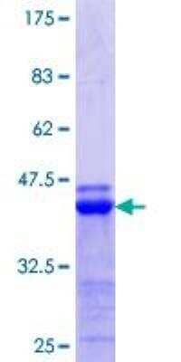 SDS-Page: Recombinant Human ATF6 beta Protein [H00001388-Q01] - 12.5% SDS-PAGE Stained with Coomassie Blue.