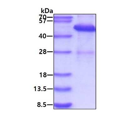 SDS-Page: Recombinant Human ATG4B Protein [NBP1-99088] - 3ug by SDS-PAGE under reducing condition and visualized by coomassie blue stain.