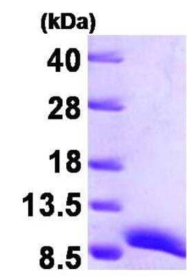 SDS-PAGE Recombinant Human ATOX1 His Protein