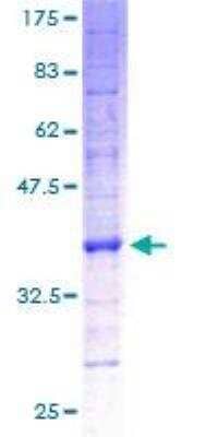 SDS-PAGE Recombinant Human ATP synthase C mature GST (N-Term) Protein