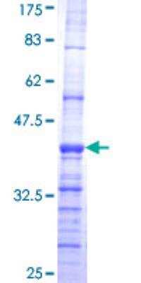 SDS-Page: Recombinant Human ATP6AP1 Protein [H00000537-Q01] - 12.5% SDS-PAGE Stained with Coomassie Blue.