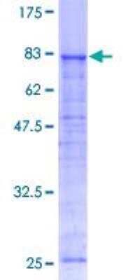 SDS-Page: Recombinant Human ATP6V1A Protein [H00000523-P01] - 12.5% SDS-PAGE Stained with Coomassie Blue.