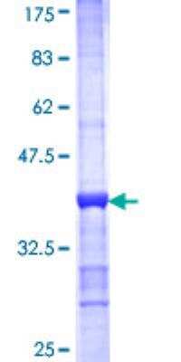SDS-Page: Recombinant Human ATP6V1A Protein [H00000523-Q01] - 12.5% SDS-PAGE Stained with Coomassie Blue.
