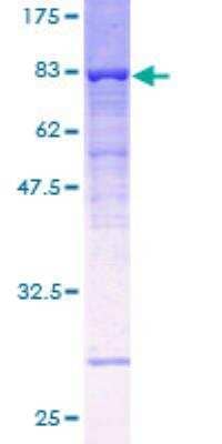 SDS-Page: Recombinant Human ATP6V1B1 Protein [H00000525-P01] - 12.5% SDS-PAGE Stained with Coomassie Blue.