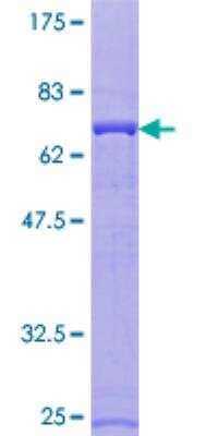 SDS-Page: Recombinant Human ATP6V1C1 Protein [H00000528-P01] - 12.5% SDS-PAGE Stained with Coomassie Blue.