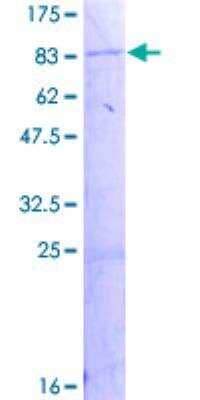 SDS-Page: Recombinant Human Acyloxyacyl Hydrolase Protein [H00000313-P01] - 12.5% SDS-PAGE Stained with Coomassie Blue.