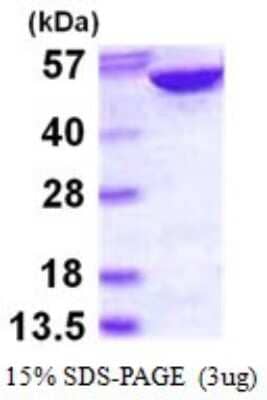 SDS-Page: Recombinant Human Adenylosuccinate Lyase Protein [NBP1-72514] - 15% SDS-PAGE (3ug)