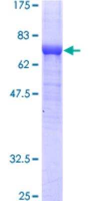 SDS-Page: Recombinant Human Adenylosuccinate Synthase Protein [H00000159-P01] - 12.5% SDS-PAGE Stained with Coomassie Blue.