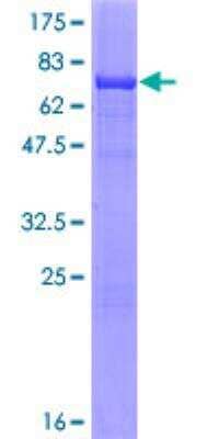 SDS-Page: Recombinant Human Adenylosuccinate Synthase Protein [H00000159-P02] - 12.5% SDS-PAGE Stained with Coomassie Blue.