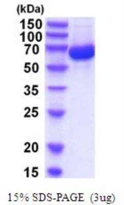 SDS-Page: Recombinant Human Albumin Protein [NBP2-52084]