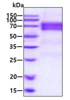 SDS-Page: Recombinant Human Angiopoietin-2 His Protein [NBP2-77507] - 3ug by SDS-PAGE under reducing condition and visualized by coomassie blue stain.