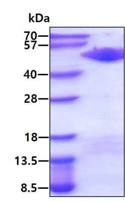 Recombinant Human Annexin A7 Protein [NBP1-99110] - 3ug by SDS-PAGE under reducing condition and visualized by coomassie blue stain