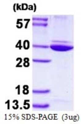 SDS-Page: Recombinant Human Annexin A8 like2 Protein [NBP1-98931] - 15% SDS-PAGE (3ug)