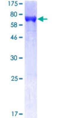 SDS-Page: Recombinant Human Apolipoprotein A-IV/ApoA4 Protein [H00000337-P01] - 12.5% SDS-PAGE Stained with Coomassie Blue.
